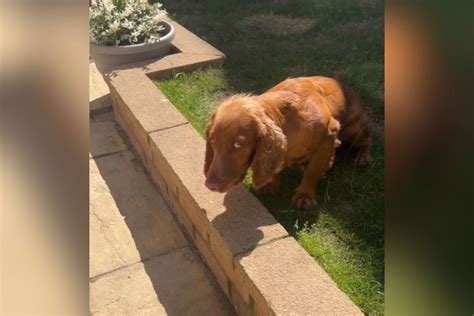 Dog Owner Tries to Relax in Sunny Backyard—Spaniel Has.